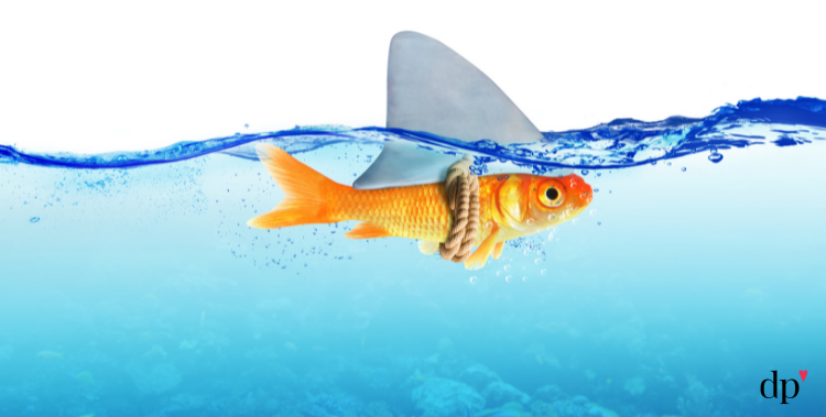 Goldfish with a shark fin tied on its back