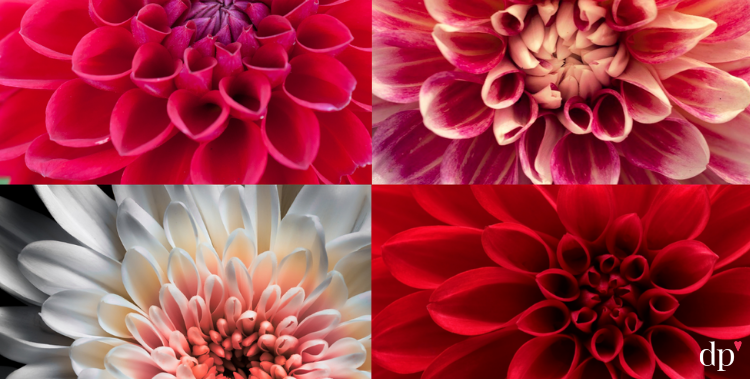Four types of flowers to represent divorce recovery types