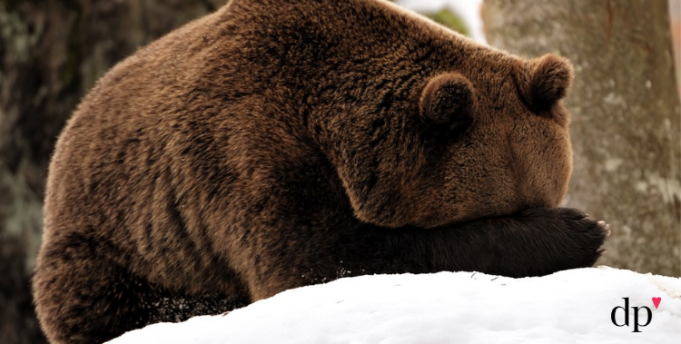 grizzly bear with his hand over his eyes, looks like he has the weight of the world on his shoulders